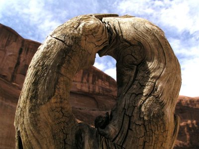 Driftwood and Canyon