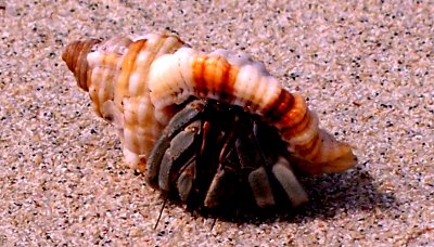 Crab on the Beach