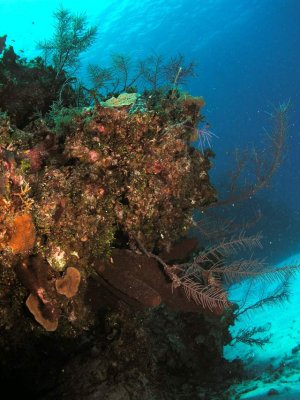 Reef Scene