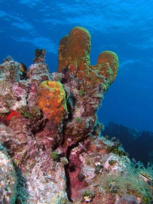 Sponge Reef Shot