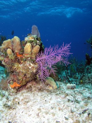 Reef Scene