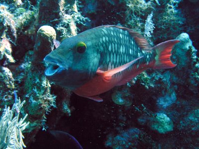 Stoplight Parrotfish