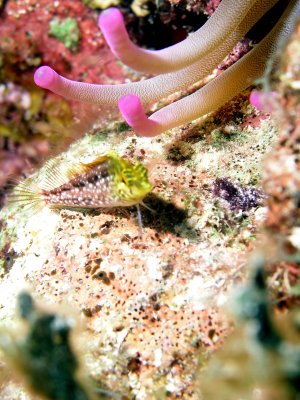Reef fish