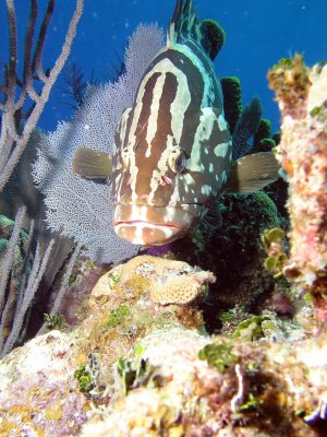 Grouper at cleaning Station
