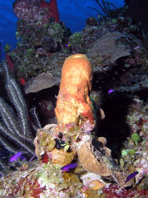 Reef Scene Sponges