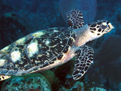 Turtle