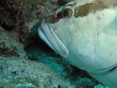 Grouper
