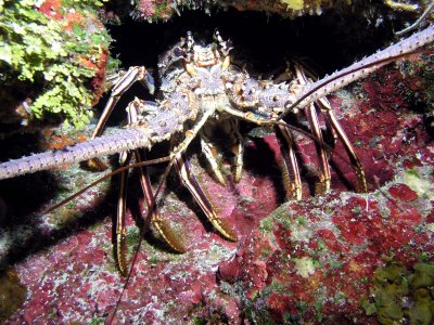 Lobster