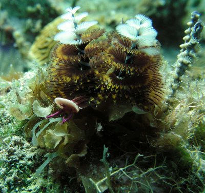 Christmas Tree Worms