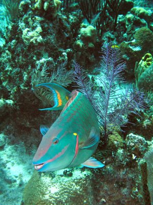 Parrotfish