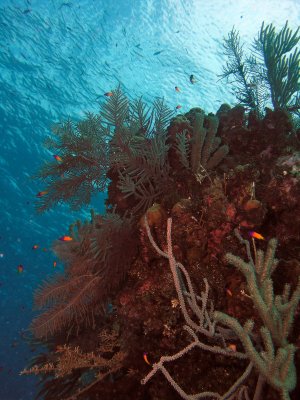 Reef Scene