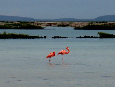 Flamingo Pair