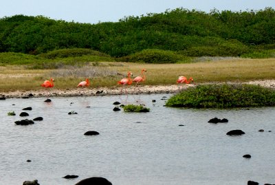Bunch of Flamingos