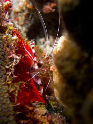Red Banded Coral Shrimp