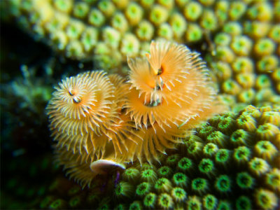 Christmas Tree and Green Coral