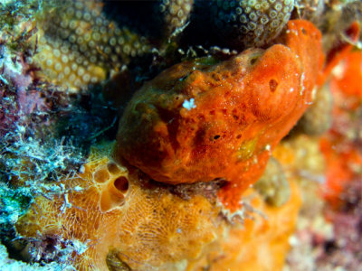 Orange Frogfish with angler on sponge