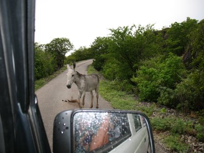 Donkey on road to Rincon