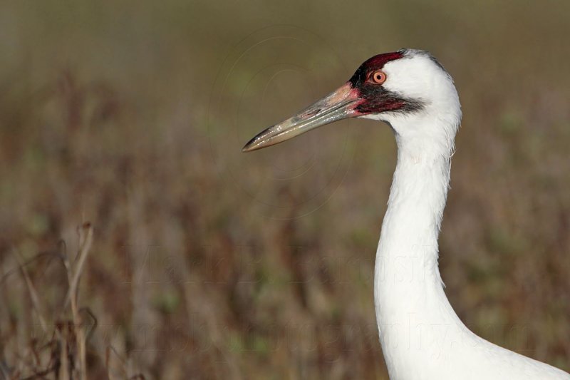 _MG_1153 Whooping Crane - Scarbaby.jpg
