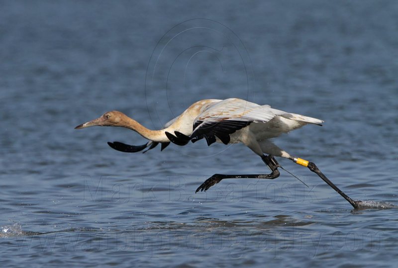 _MG_4234 Whooping Crane.jpg