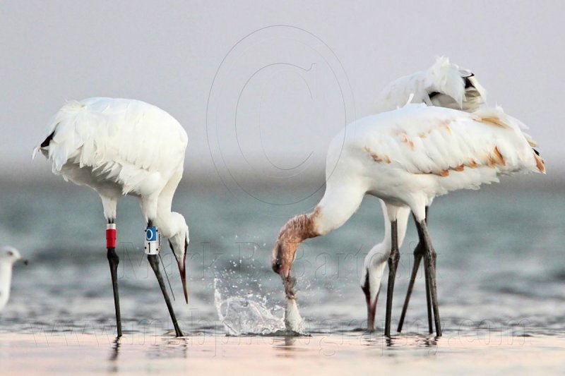 _MG_9406 Whooping Crane.jpg