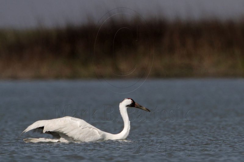 _MG_9508 Whooping Crane swimming.jpg