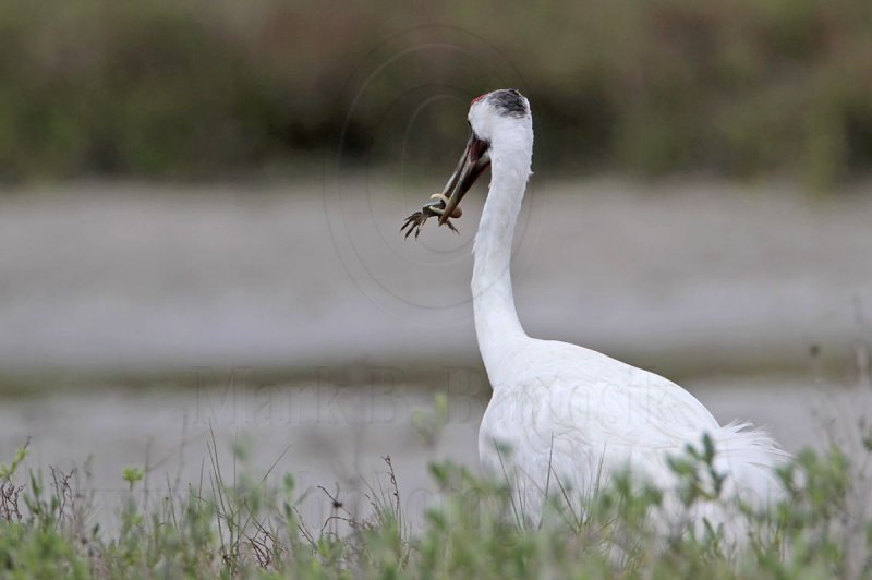 _MG_4024 Whooping Crane.jpg