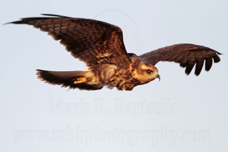 _MG_1771 Snail Kite.jpg
