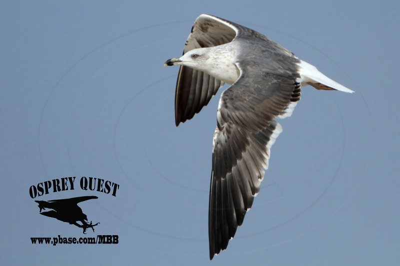 _MG_2766 Lesser Black-backed Gull#1 3cy Feb5.jpg