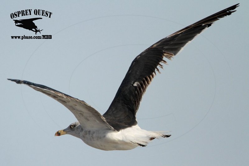 _MG_1969 Lesser Black-backed Gull 3cy? Oct29.jpg