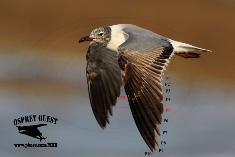 _MG_2191 Laughing Gull.JPG