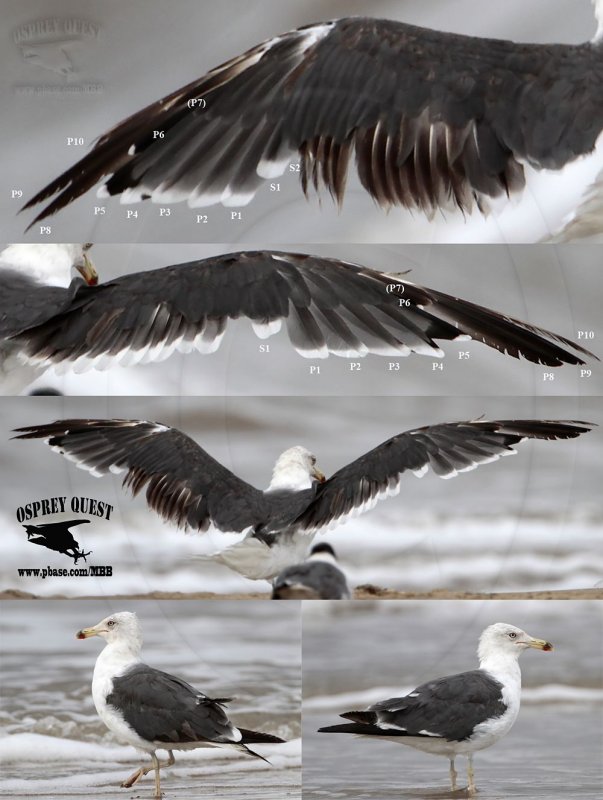 Lesser Black-backed Gull comp 1000.jpg