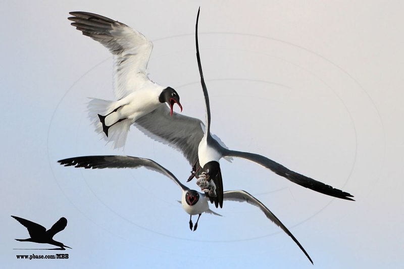 _MG_1733 Laughing Gull stealing Black Skimmer chick.jpg