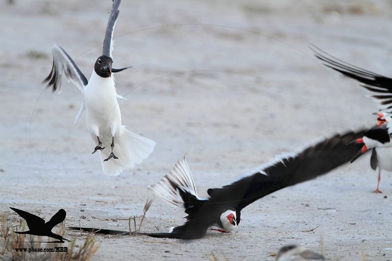 _MG_2968 Laughing Gull stealing fish from Black Skimmer.jpg