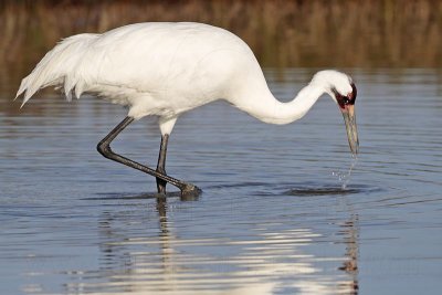 _MG_0970 Whooping Crane - Scarbaby.jpg