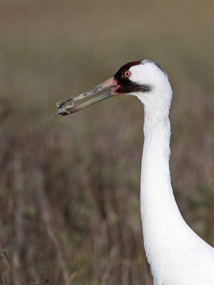 _MG_1056 Whooping Crane - Scarbaby.jpg