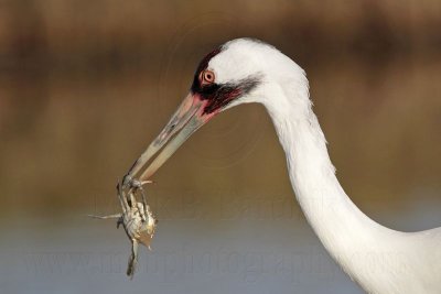 _MG_1342 Whooping Crane - Scarbaby.jpg