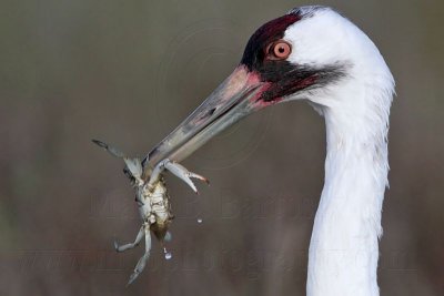 Whooping Crane - Scarbaby and his mate - Aransas NWR winter 2010-11