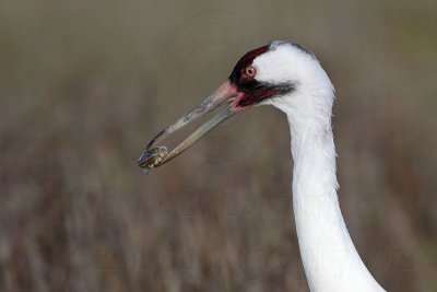 _MG_1602 Whooping Crane - Scarbaby.jpg