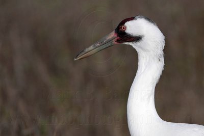 _MG_1692 Whooping Crane - Scarbaby.jpg