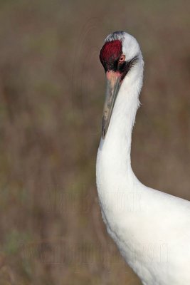 _MG_1767 Whooping Crane - Scarbaby.jpg