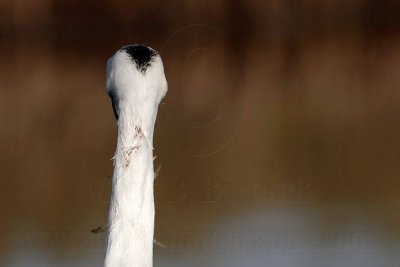 _MG_1860 Whooping Crane - Scarbaby.jpg