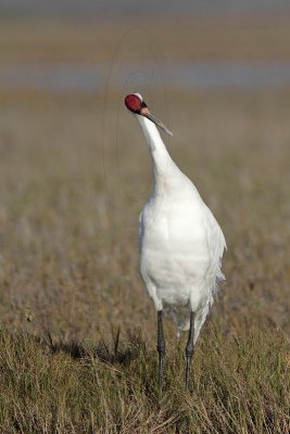 _MG_2307 Whooping Crane - Scarbaby.jpg