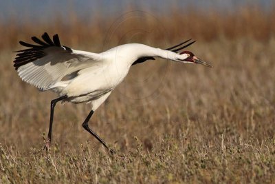 _MG_2486 Whooping Crane - Scarbaby's mate.jpg