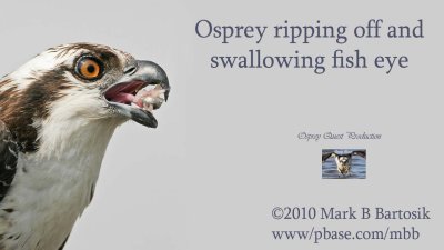 Dining the osprey way - ripping off and swallowing fish eye.jpg