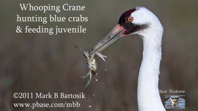 Whooping Crane hunting blue crab -  feeding juvenile.jpg