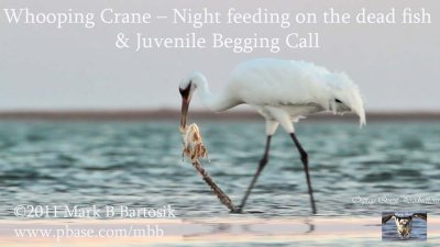 Whooping Crane - Night feeding on dead fish.jpg