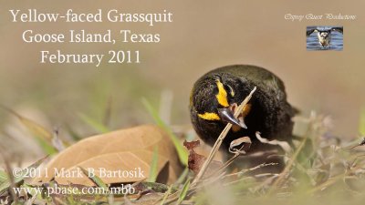 Yellow-faced Grassquit foraging.jpg