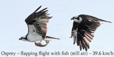 Osprey - flapping flight speed with fish (still air) - 39.6 km/h (measured)