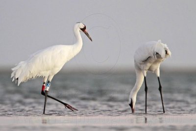 _MG_0509 Whooping Crane.jpg