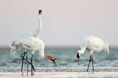 _MG_8708 Whooping Crane.jpg